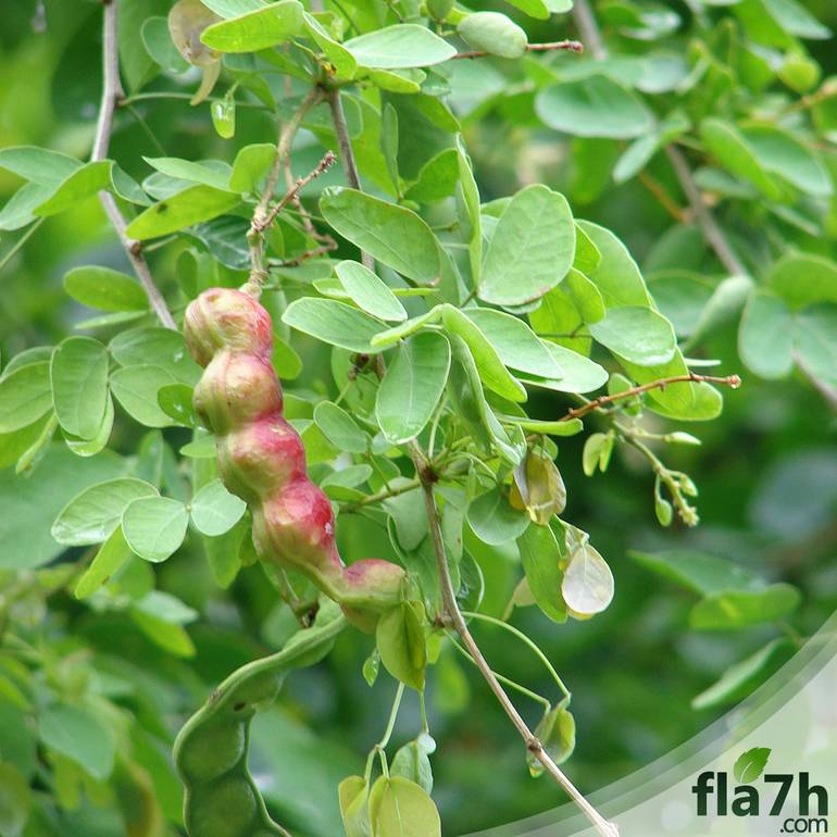 بذور شجرة اللوز الهندي - 30 بذرة - Pithecellobium dulce