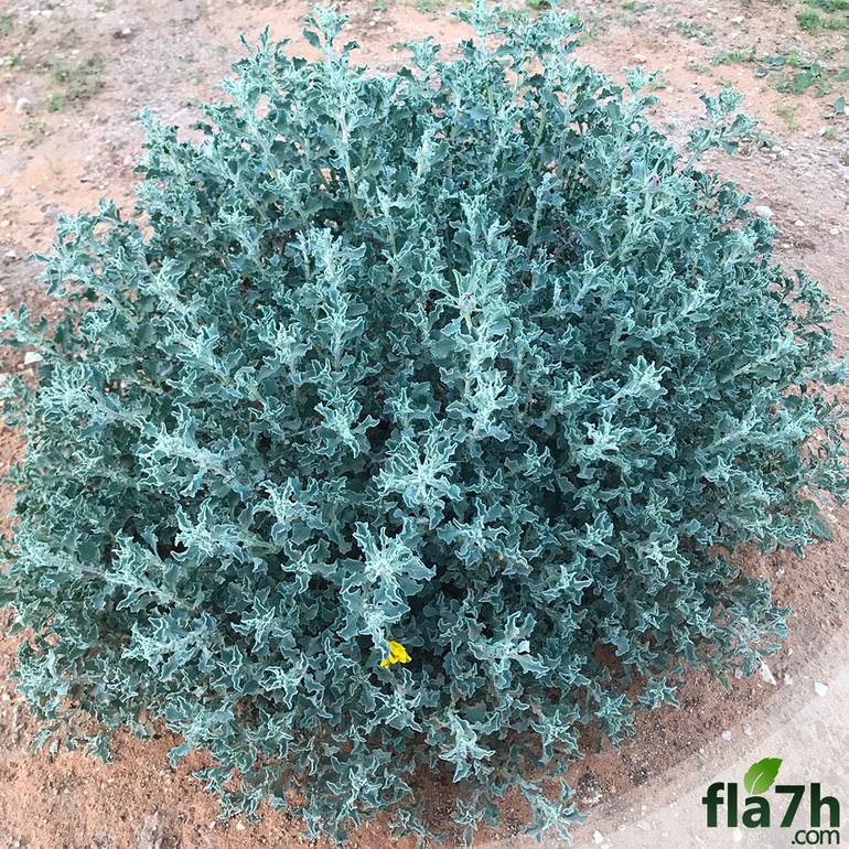 بذور نبات النقد - 50 بذرة - Anvillea platycarpa