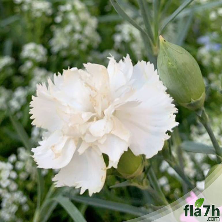 بذور القرنفل الأبيض 35 بذرة   - Dianthus caryophyllus