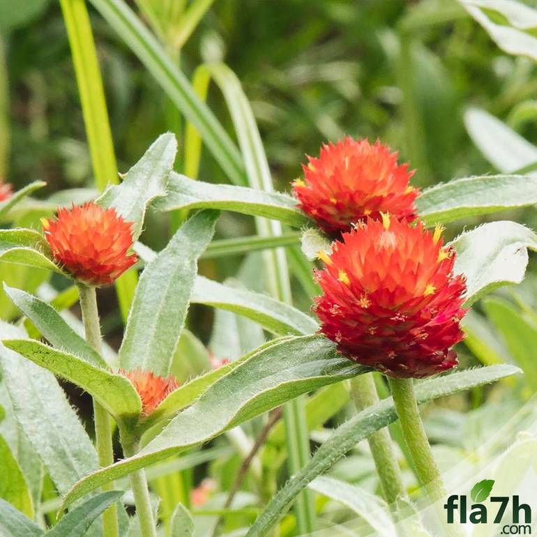 بذور زهور المدنة الحمراء - 50 بذرة Gomphrena Globosa