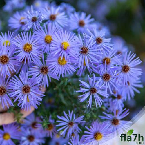 زهرة النجمة 40 بذرة  - Aster