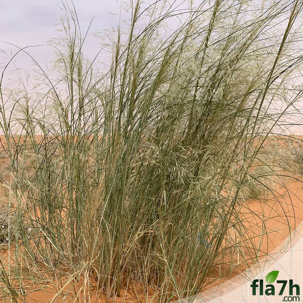 بذور عشبة السبط - 100 بذرة - Cenchrus ciliaris