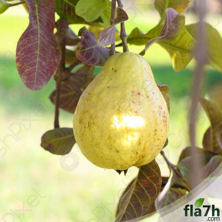جوافة صفراء ( Psidium guajava ) 50 بذرة
