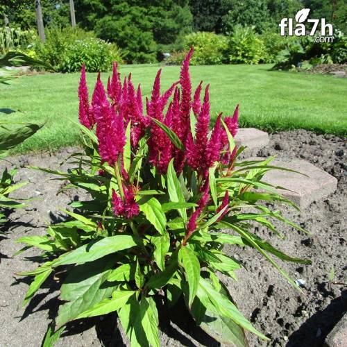 زهرة عرف الديك (Celosia argentea) 100 بذرة