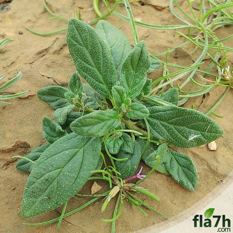 بذور نبات الارقة - الجريد - 100 بذرة - helianthemum salicifolium