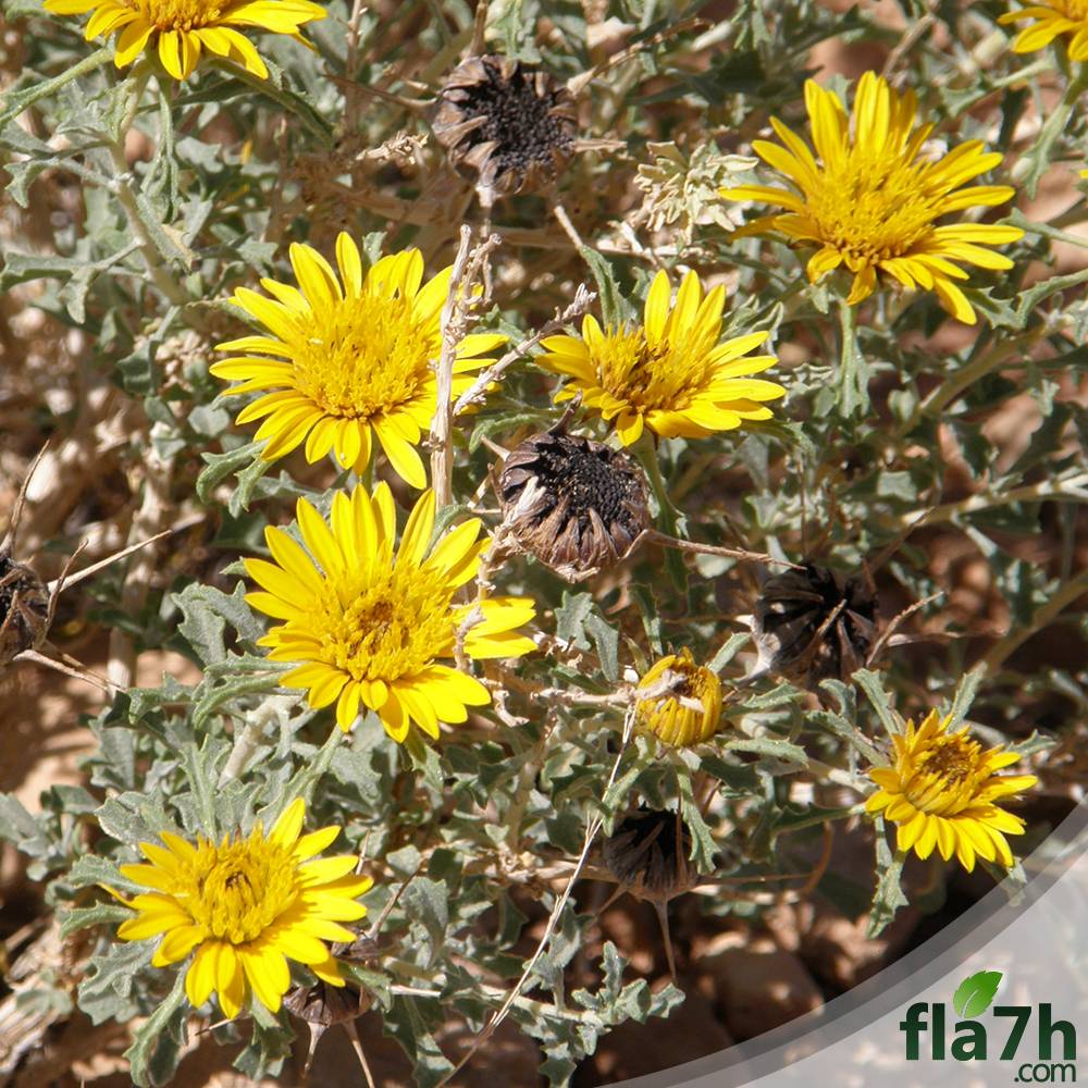 بذور نبات النقد - 50 بذرة - Anvillea platycarpa