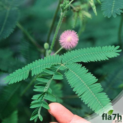 بذور النبتة الخجولة 50 بذرة - Mimosa Pudica