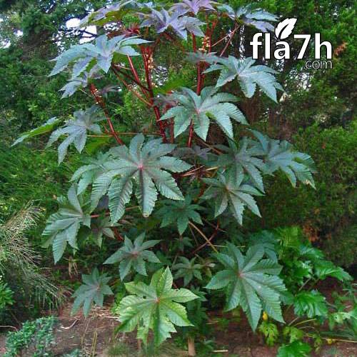 شجرة الخروع  30 بذرة  - Ricinus communis