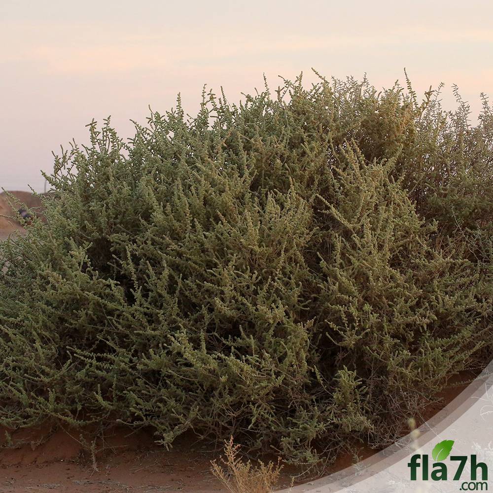 بذور نبات العراد 100 بذرة - Ancacia etbacia