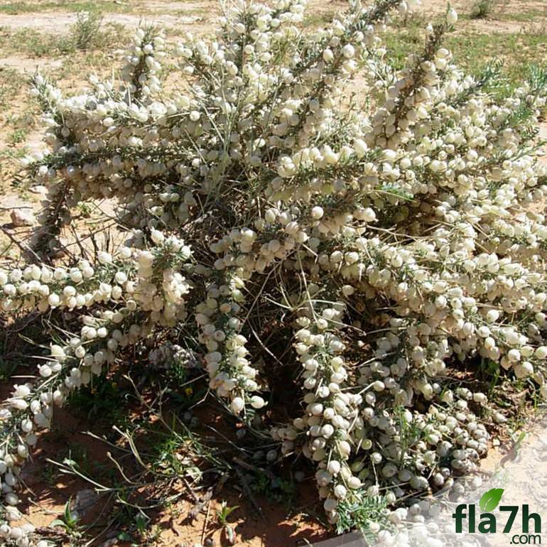 بذور نبات القتاد 25 بذرة - Astragalus Mollis