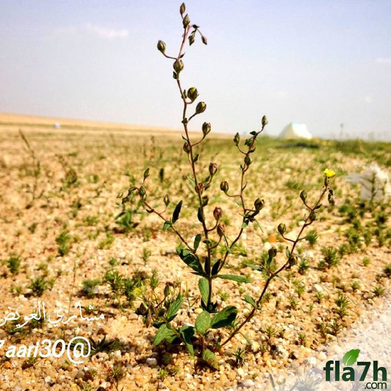 بذور نبات الارقة - الجريد - 100 بذرة - helianthemum salicifolium