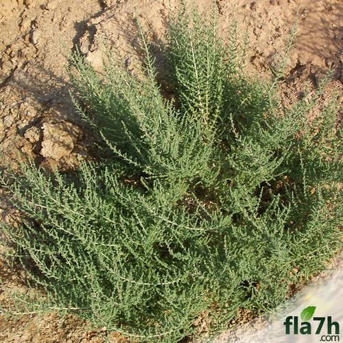 بذور نبات الفرس 70 بذرة - Salsola Tetrandra