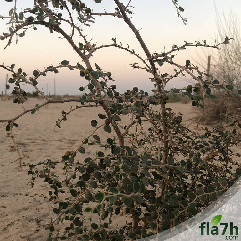 بذور السدر البري 50 بذرة Rhamnus Spina Christi