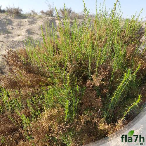 بذور شجرة العاذر 60 بذرة - Artemisia monosperma