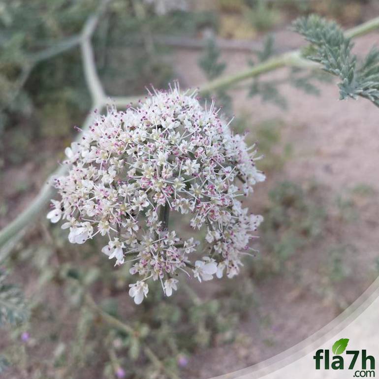 بذور نبات البسباس البري - 30 بذرة - anisosciadium lanatum