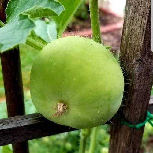 بذور القرع التفاحي - قرع سوبريما-30 بذرة ( Praecitrullus fistulosus )