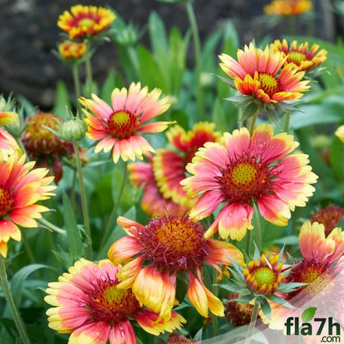 جلارديا ( عنبر كشمير ) 30 بذرة - gaillardia