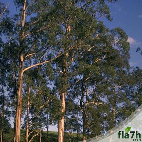 بذور شجر الكين 100 بذرة- Eucalyptus