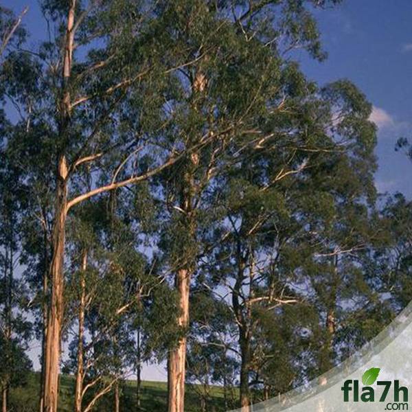 بذور شجر الكين 100 بذرة- Eucalyptus