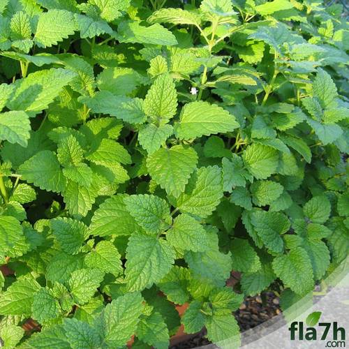 بذور المليسا 100 بذرة - MELISSA OFFICINALIS