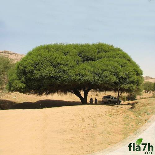 بذور الطلح النجدي 50 بذرة - Acacia gerrardii