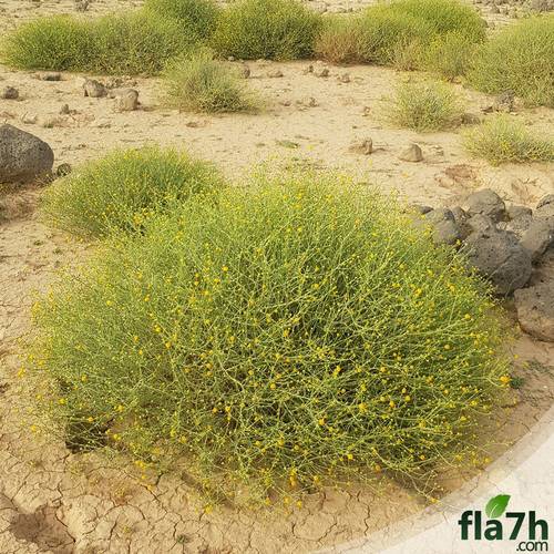 بذور شجيرة الجثجاث (Pulicaria undulata)  100 بذرة