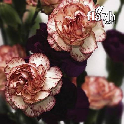 بذور زهرة القرنفل 30 بذرة - Dianthus