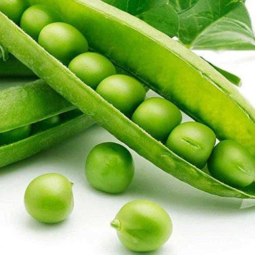 بذور البازالا 25 بذرة Pisum Sativum