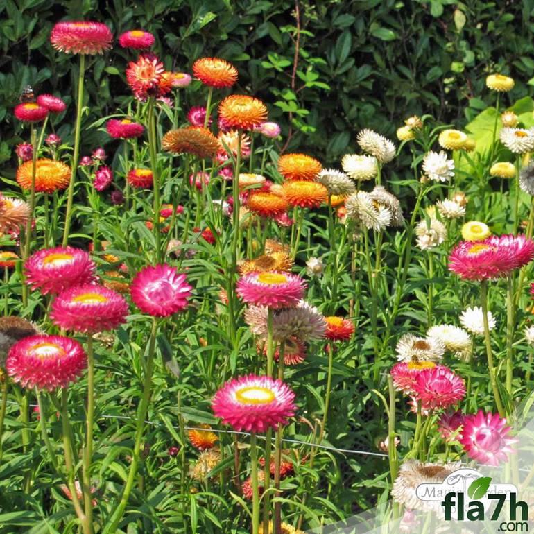 بذور زهرة الخلود ( هليكريزم مزدوجة ) 100 بذرة Helichrysum bracteatum