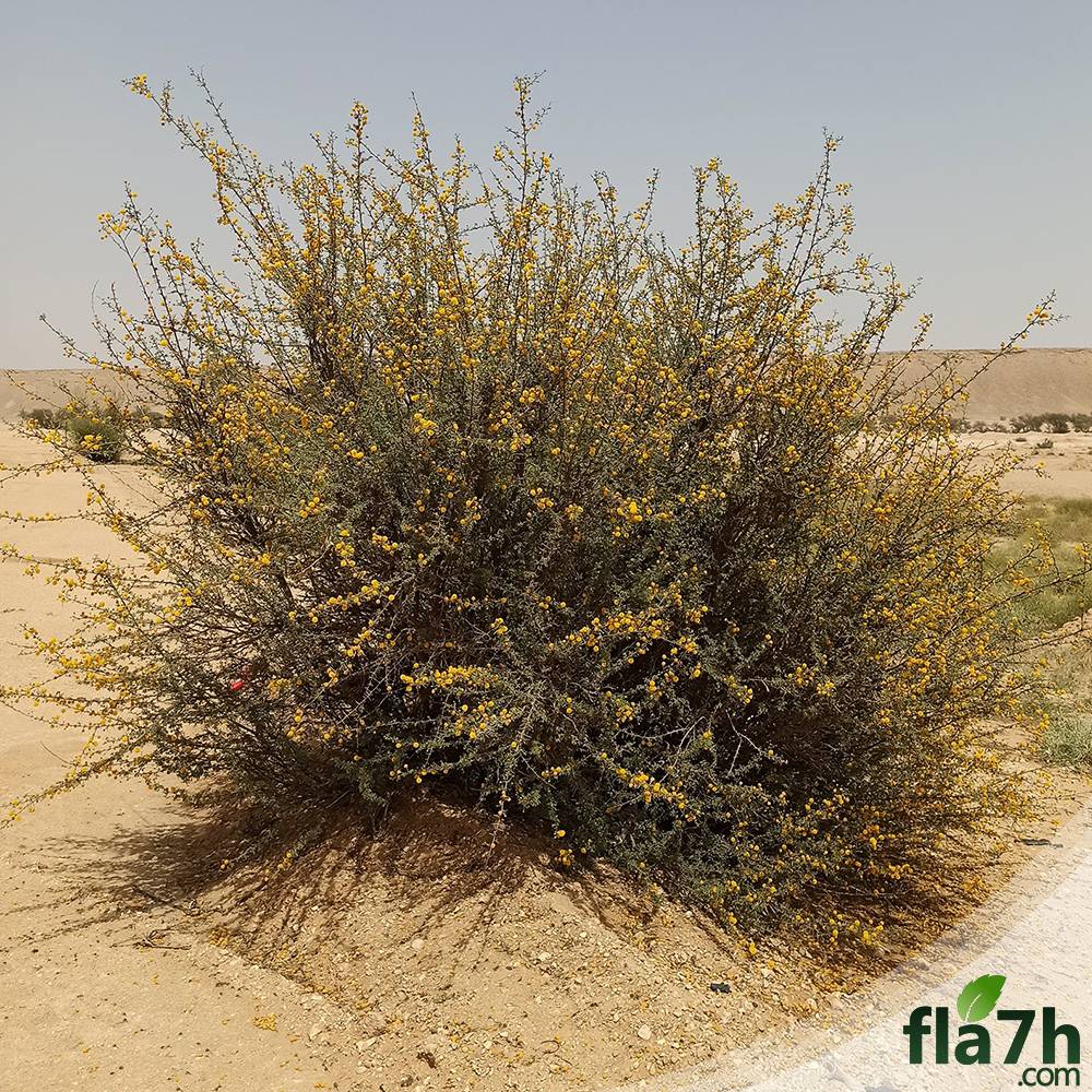 بذور السلم 60 بذرة- Acacia ehrenbergiana