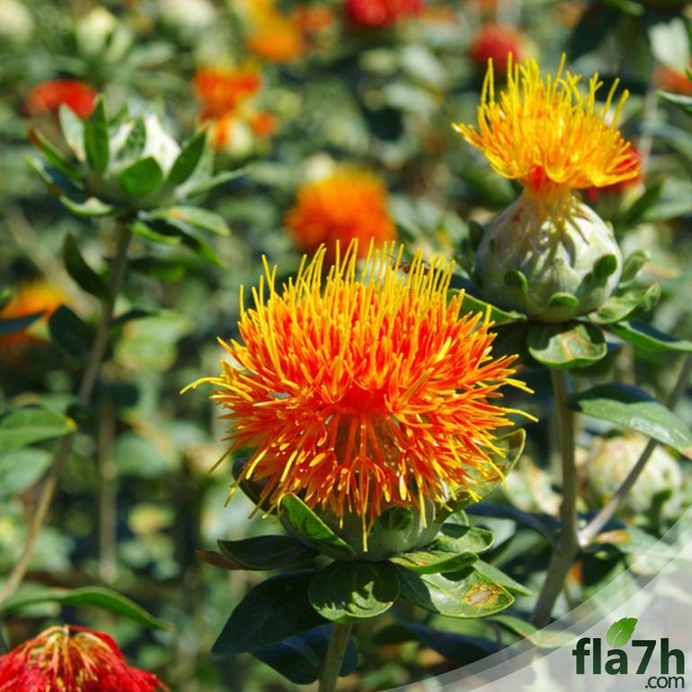 العصفر 40 بذرة - Safflower