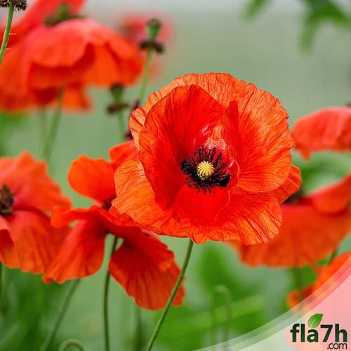 بذور الامابولا 100 بذرة - amapola