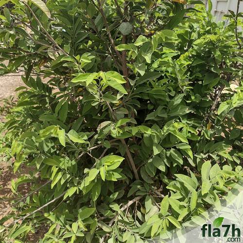 بذور القشطة 30 بذرة - Annona