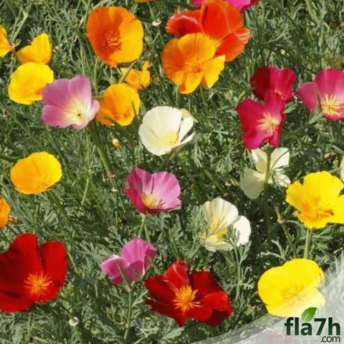 بذور الديدحان الملون - 200 بذرة -  Papaver rhoeas Mix