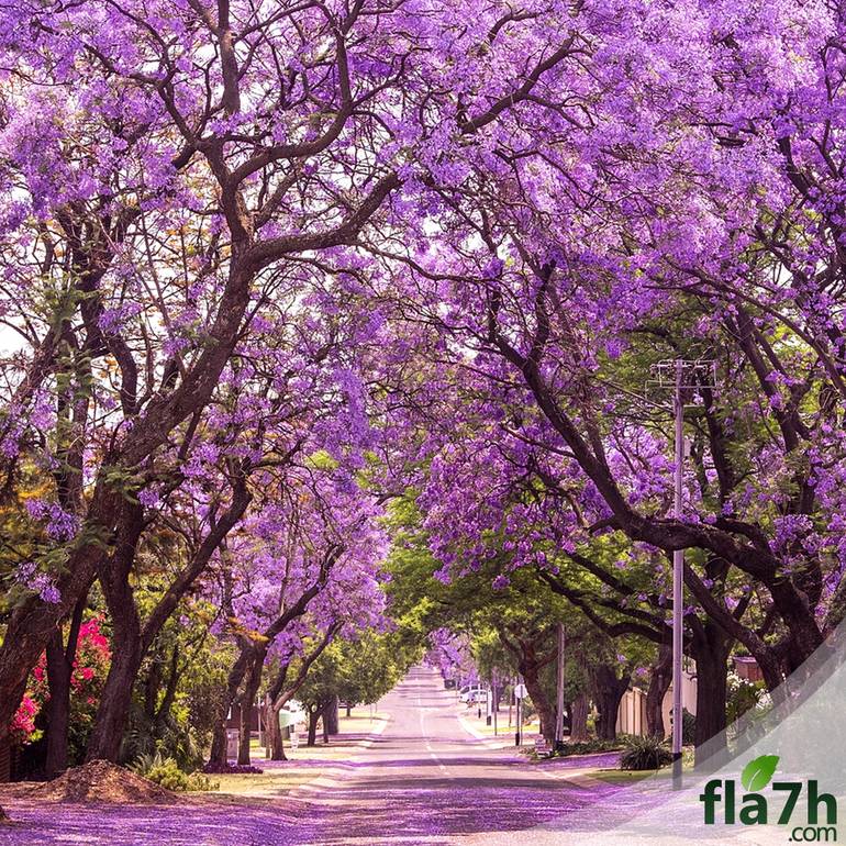 جاكرندا 35 بذرة  - Jacaranda