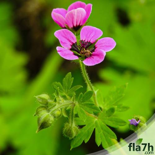 بذور إبرة الراعي 25 بذرة - Geranium robertianum