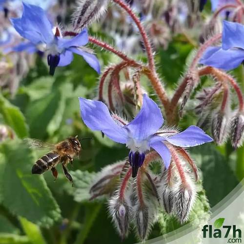 بذور خبز النحل 30 بذرة  Borago officinalis