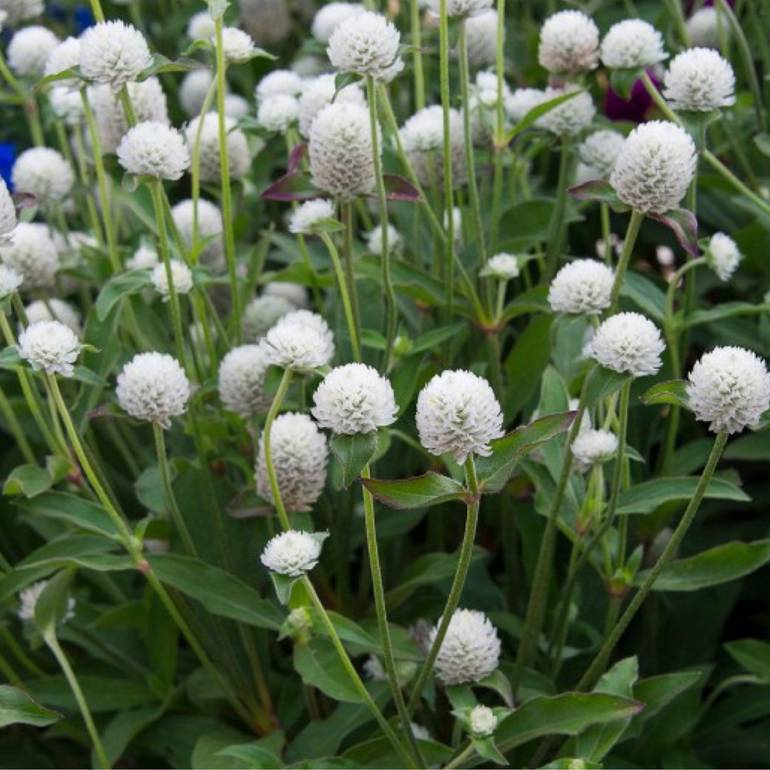 بذور زهور المدنة البيضاء - 50 بذرة Gomphrena Globosa