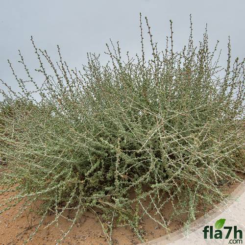 الضمران - 35 بذرة - Traganum