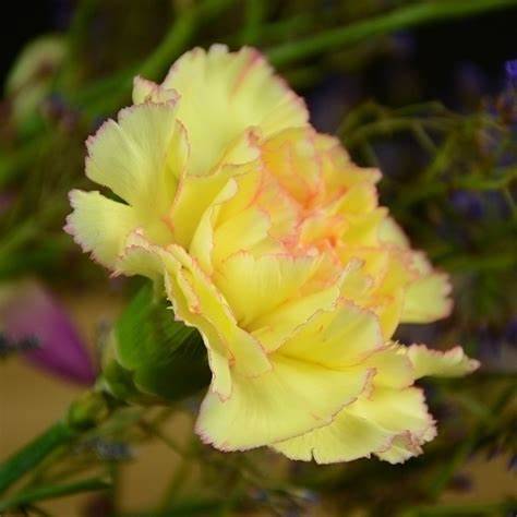 زهرة القرنفل الأصفر 30 بذرة -dianthus yellow 