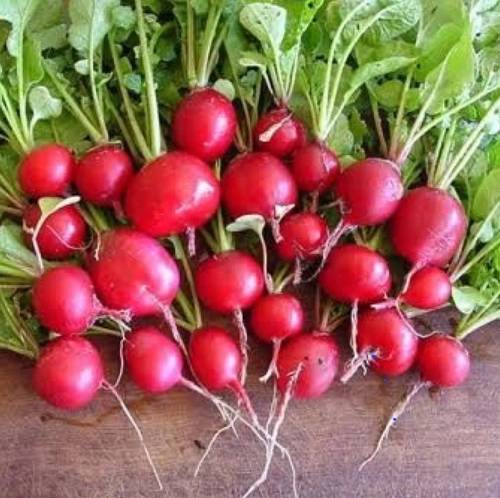 بذور نبات الفجل الاحمر 200 بذرة