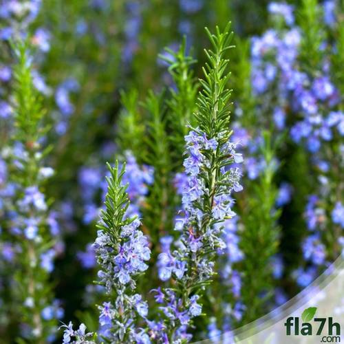 بذور اكليل الجبل 35 بذرة - Rosemary