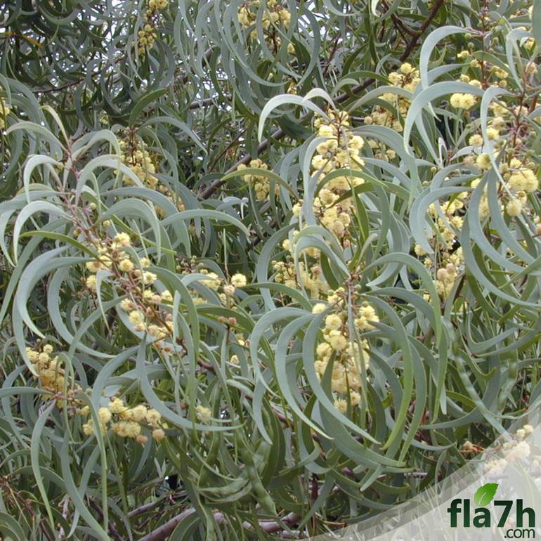 سنط ملحي - 40 بذرة - Acacia ampliceps maslin 