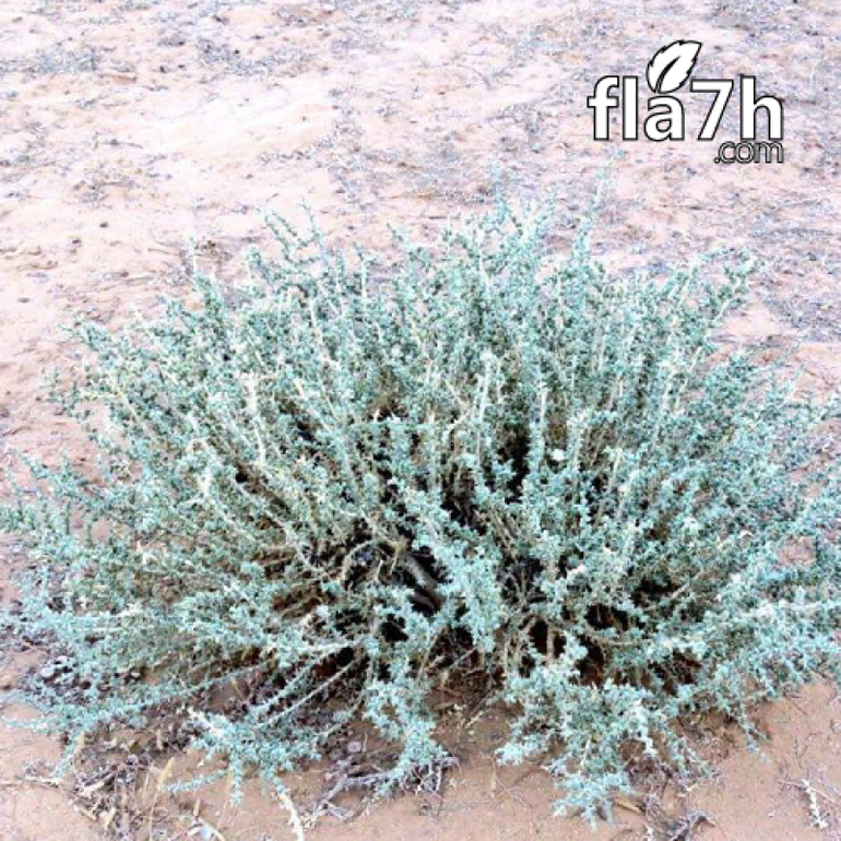 بذور نبات الفرس 70 بذرة - Salsola Tetrandra