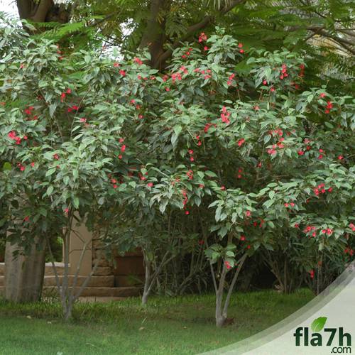 جاتروفا 20 بذرة- Jatropha integerrima