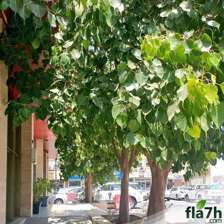 بذور فيكس لسان العصفور 150 بذرة Ficus religiosa