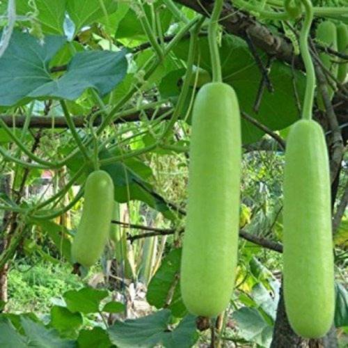 بذور اليقطين - قرع نجدي 20 بذرة ( Lagenaria siceraria )