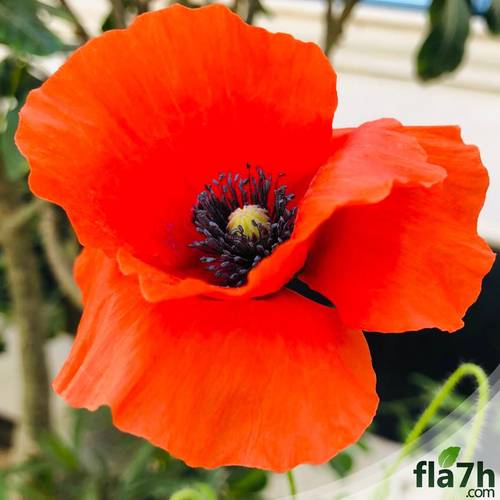 بذور زهرة الديدحان (شقائق النعمان) 500 بذرة - Anemone coronaria