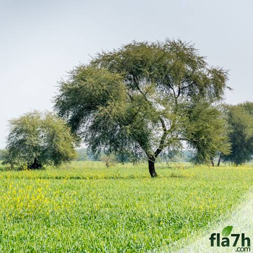 الصمغ العربي (Gum arabic) 30 بذرة