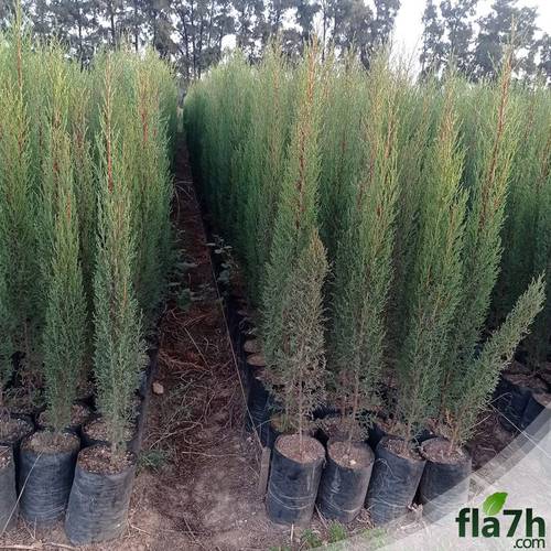 بذور السرو البلدي 40 بذرة  - Cupressus